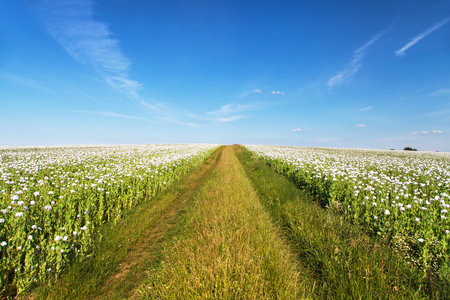 flowering opium poppy field in Latin papaver somniferum, with dirt road, panoramic view, white colored poppy is grown in Czech Republic for food industryの写真素材