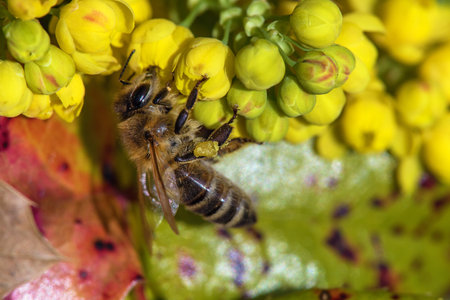 detail of bee or honeybee in Latin Apis Mellifera, European or western honey bee sitting on the yellow flowerの写真素材