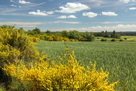 Cytisus scoparius, the common broom or Scotch broom yellow flowering in blooming time and winter wheat fieldの写真素材
