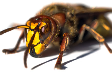 detail of European hornet in Latin Vespa crabro isolated on white backgroundの写真素材