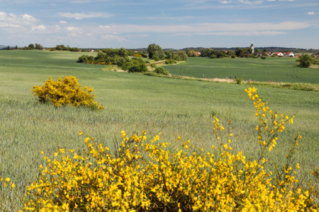 Cytisus scoparius, the common broom or Scotch broom yellow flowering in blooming time and winter wheat fieldの写真素材
