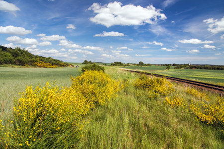 Cytisus scoparius, the common broom or Scotch broom yellow flowering in blooming time, railway line and village, Czech Republicの写真素材