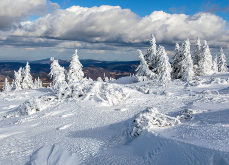 beautiful wintry view of snowy forest on mountains, Jeseniky mountains - Czech Republicの写真素材