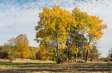 Populus tremula, called as common aspen, Eurasian aspen, European aspen, or quaking aspen, autumn landscape viewの写真素材