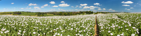flowering opium poppy field in Latin papaver somniferum and beautiful sky, white colored poppy is grown in Czech Republic for food industryの写真素材