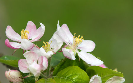 flower of apple tree in Latin Malus Domestica flowering plant springtime viewの写真素材