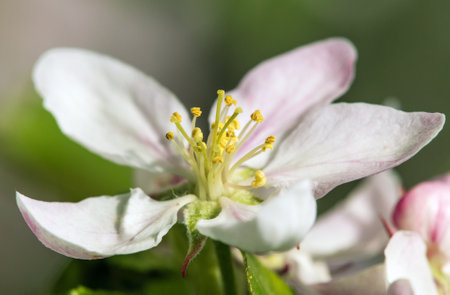 flower of apple tree in Latin Malus Domestica flowering plant springtime viewの写真素材
