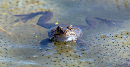 European Common brown Frog in Latin Rana temporaria with eggs