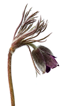 Pasqueflower. Beautiful flower of small pasque flower or pasqueflower on flowering meadow in Latin Pulsatilla pratensis isolated on white backgroundの写真素材