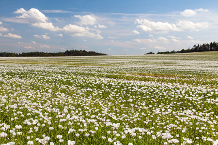 flowering opium poppy field in Latin papaver somniferum and beautiful sky, white colored poppy is grown in Czech Republic for food industryの写真素材
