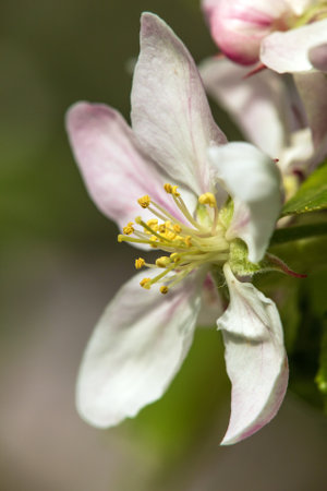 flower of apple tree in Latin Malus Domestica flowering plant springtime viewの写真素材
