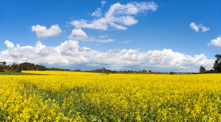 Rapeseed, canola or colza yellow field in Latin Brassica Napus with beautiful clouds on sky, rape seed is plant for green energy and oil industry, springtime golden flowering field panoramic viewの写真素材