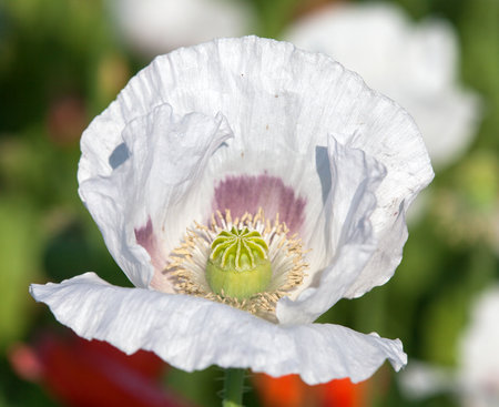 Detail of opium poppy flower, in Latin papaver somniferum, white colored flowering poppy is grown in Czech Republic for food industryの写真素材
