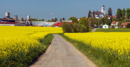 Rapeseed, canola or colza field in Latin Brassica Napus, rural road and Netin village, Czech Republicの写真素材