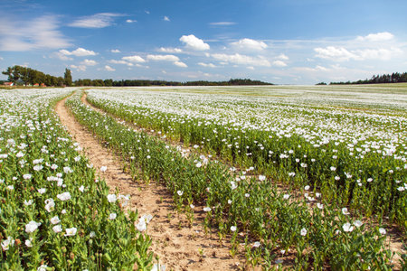 flowering opium poppy field in Latin papaver somniferum, with dirt road, panoramic view, white colored poppy is grown in Czech Republic for food industryの写真素材