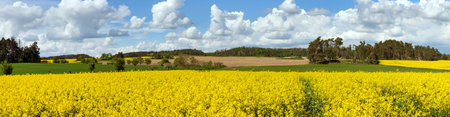 Rapeseed, canola or colza field in Latin Brassica Napus, rape seed is plant for green energy and oil industry, springtime golden flowering fieldの写真素材