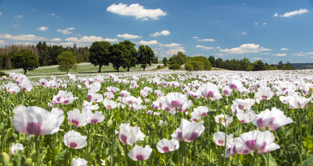 flowering opium poppy field in Latin papaver somniferum and beautiful sky, white colored poppy is grown in Czech Republic for food industryの写真素材