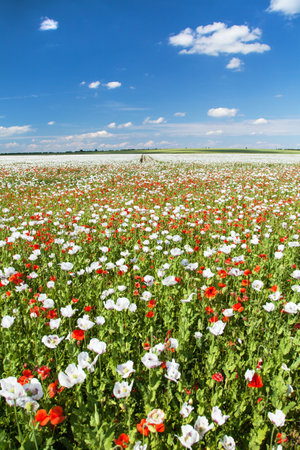 White flowering opium poppy field in Latin papaver somniferum, poppy field weeded with red poppies, white colored poppy is grown in Czech Republic for food industryの写真素材