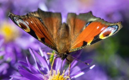Peacock butterfly sitting on blueflower, in Latin Inachis Io or Aglais Ioの写真素材