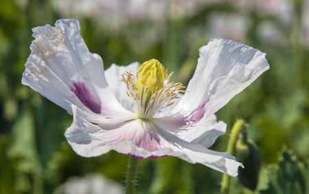 Detail of opium poppy flower, in Latin papaver somniferum, white colored flowering poppy is grown in Czech Republic for food industryの写真素材