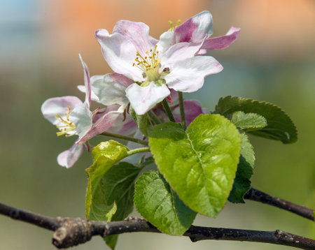 flower of apple tree in Latin Malus Domestica flowering plant springtime viewの写真素材