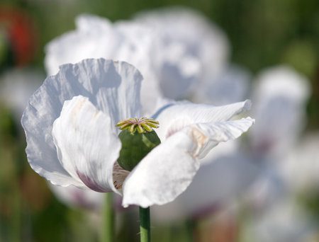 Detail of opium poppy flower, in Latin papaver somniferum, white colored flowering poppy is grown in Czech Republic for food industryの写真素材