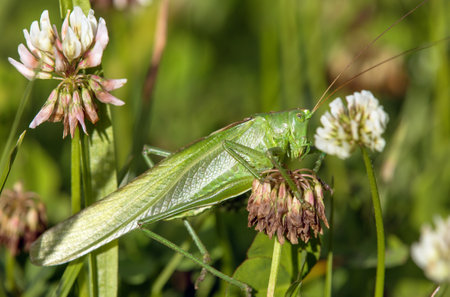 Grasshopper green, great green bush-cricket, in Latin Tettigonia viridissimaの写真素材