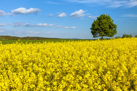 Field of rapeseed, canola or colza, in Latin Brassica Napus and lime tree, rape seed is plant for green energy and green industry, springtime golden flowering fieldの写真素材