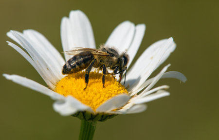 detail of bee or honeybee in Latin Apis Mellifera, European or western honey bee sitting on white flower of common daisyの写真素材