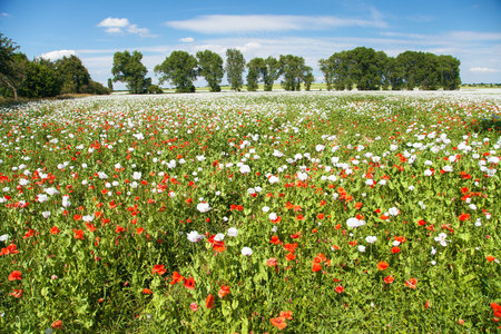 White flowering opium poppy field in Latin papaver somniferum, poppy field weeded with red poppies, white colored poppy is grown in Czech Republic for food industryの写真素材