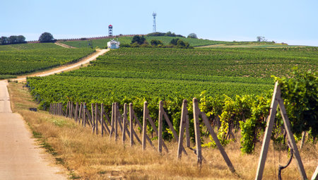 Vineyards near Zajeci village, view from Pritlucka hora, South Moravia, Czech Republicの写真素材