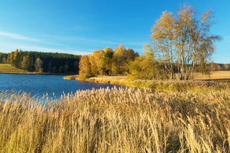 autumn view of pond with reflection of colorful autumn forest landscape, Divka pond, Hamry nad Sazavou, Bohemian and Moravian highlands, Czech Republicの写真素材