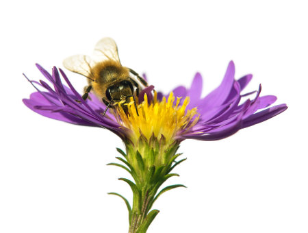bee or honeybee in Latin Apis Mellifera, european or western honey bee sitting on the blue violet or purple flower isolated on white backgroundの写真素材