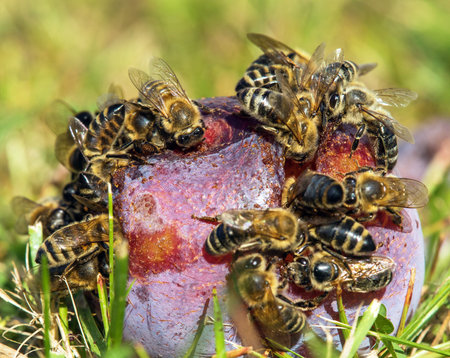 Bee or honeybee in Latin Apis Mellifera, Honey bees on plum fruitの写真素材