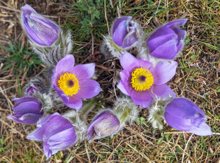 Pasqueflower. Beautiful blue flower of greater pasque flower or pasqueflower on the meadow, in Latin pulsatilla grandisの写真素材