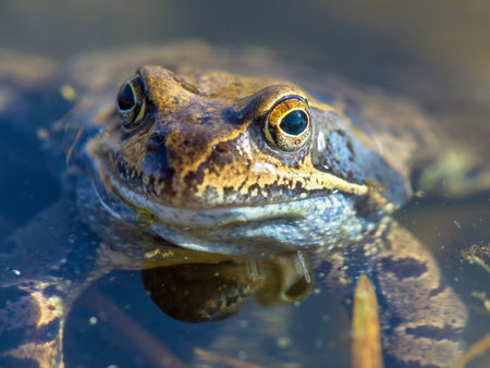 European Common brown Frog in Latin Rana temporaria grass frogの写真素材