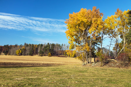 Populus tremula, called as common aspen, Eurasian aspen, European aspen, or quaking aspen, autumn landscape viewの写真素材