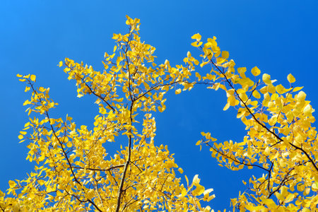 Populus tremula, called as common aspen, Eurasian aspen, European aspen, or quaking aspen, autumn landscape view, yellow branch on blue sky backgroundの写真素材