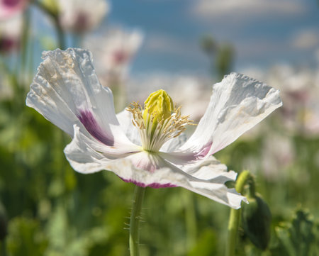 Detail of opium poppy flower, in Latin papaver somniferum, white colored flowering poppy is grown in Czech Republic for food industryの写真素材