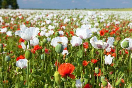White flowering opium poppy field in Latin papaver somniferum, poppy field weeded with red poppies, white colored poppy is grown in Czech Republic for food industryの写真素材