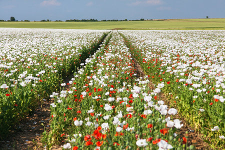 flowering opium poppy field in Latin papaver somniferum, poppy field weeded with red poppies with dirt road, springtime landscape, white colored poppy is grown in Czech Republic for food industryの写真素材