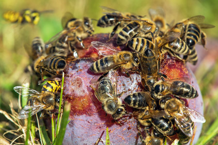Bee or honeybee in Latin Apis Mellifera, Honey bees on plum fruitの写真素材
