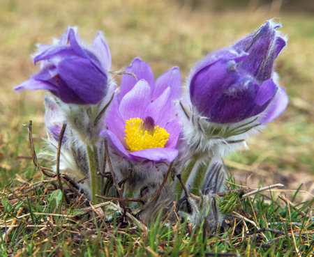 Pasqueflower. Beautiful blue flower of greater pasque flower or pasqueflower on the meadow, in Latin pulsatilla grandisの写真素材
