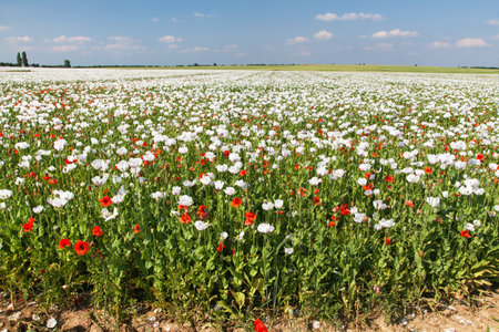 White flowering opium poppy field in Latin papaver somniferum, poppy field weeded with red poppies, white colored poppy is grown in Czech Republic for food industryの写真素材