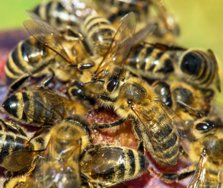 Bee or honeybee in Latin Apis Mellifera, Honey bees on plum fruitの写真素材