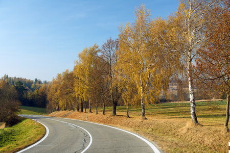 alley of deciduous trees and asphalt road, autumn view landscapeの写真素材