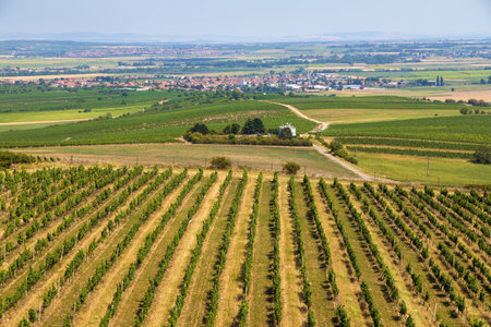 Vineyards and Rakvice village, view from Pritlucka hora, South Moravia, Czech Republicの写真素材