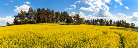 Rapeseed, canola or colza field in Latin Brassica Napus, rape seed is plant for green energy and oil industry, springtime golden flowering fieldの写真素材