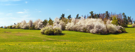 springtime meadow and white flowering blackthorn bush, springtime view from bohemian and moravian highlandの写真素材