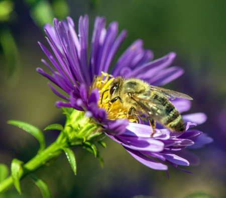 bee or honeybee in Latin Apis Mellifera, european or western honey bee sitting on the blue yellow violet or purple flowerの写真素材